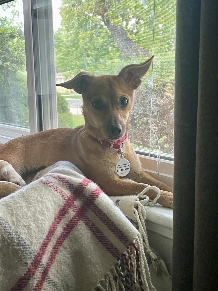 Diamond, Adoptable, Adult Female Chihuahua.