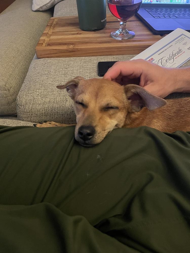 Diamond, a Adoptable mixed breed in Denver, CO image 2/4