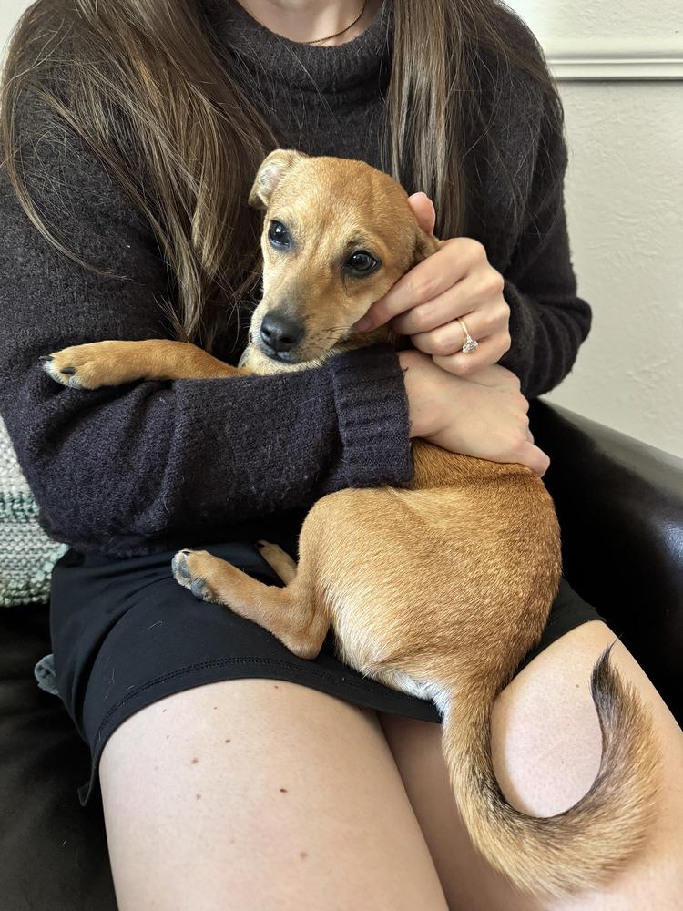 Diamond, a Adoptable mixed breed in Denver, CO image 4/4