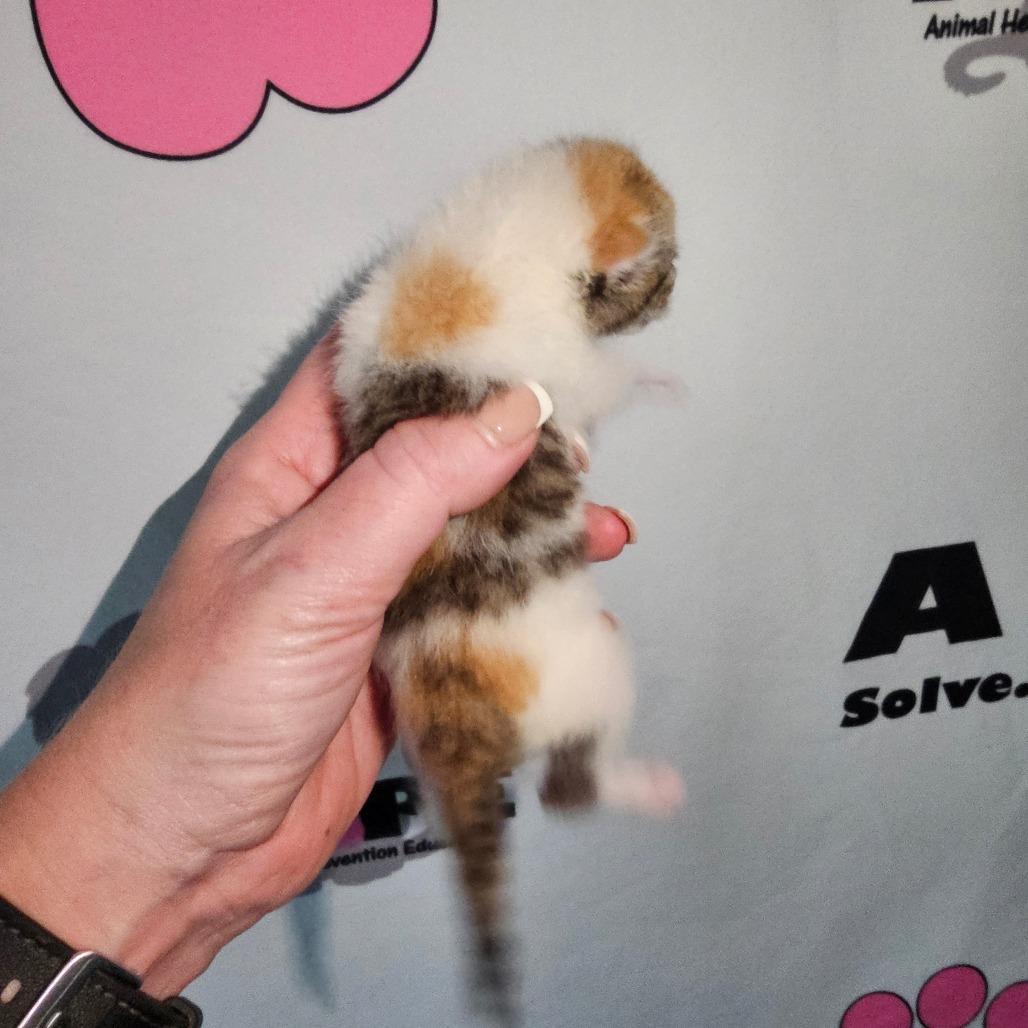 Penny, Adoptable, Kitten Female Domestic Short Hair & Domestic Short Hair.