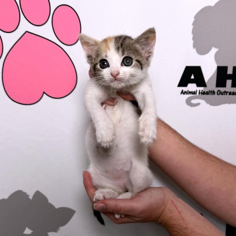 Penny, a Adoptable mixed breed in Milton, FL image 5/6