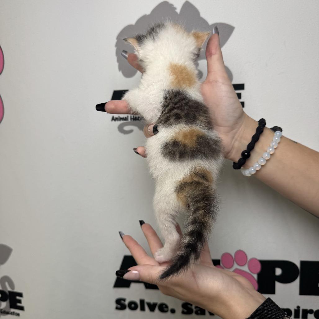 Penny, a Adoptable mixed breed in Milton, FL image 6/6