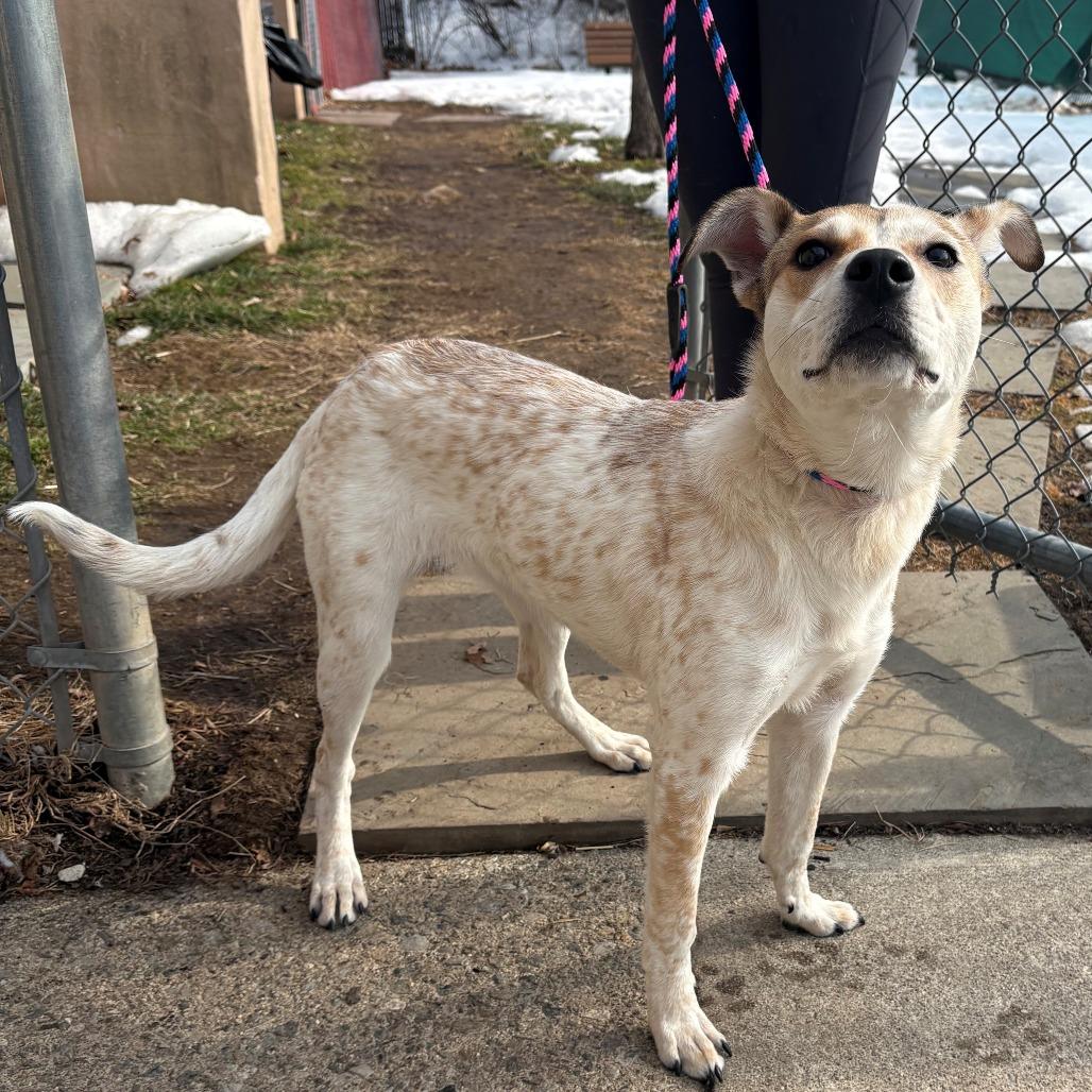 Enlarge Zoey, a Adoptable Mixed Breed in East Hanover, NJ image 1/6