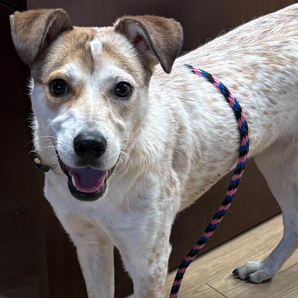 Enlarge Zoey, a Adoptable Mixed Breed in East Hanover, NJ image 2/6