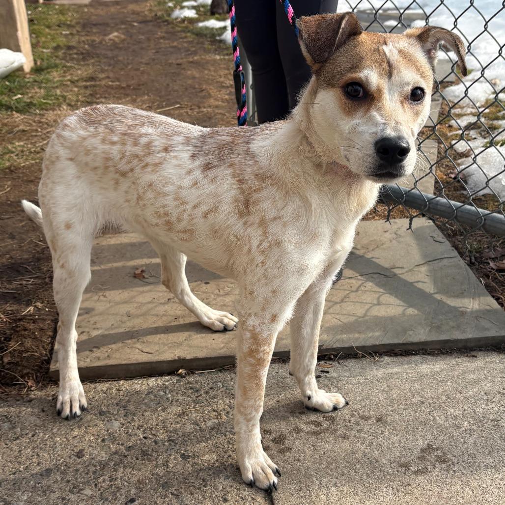 Enlarge Zoey, a Adoptable Mixed Breed in East Hanover, NJ image 3/6