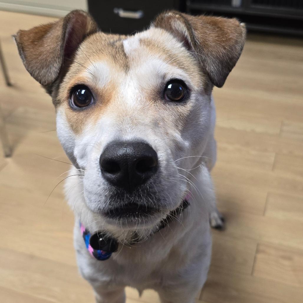 Enlarge Zoey, a Adoptable Mixed Breed in East Hanover, NJ image 4/6