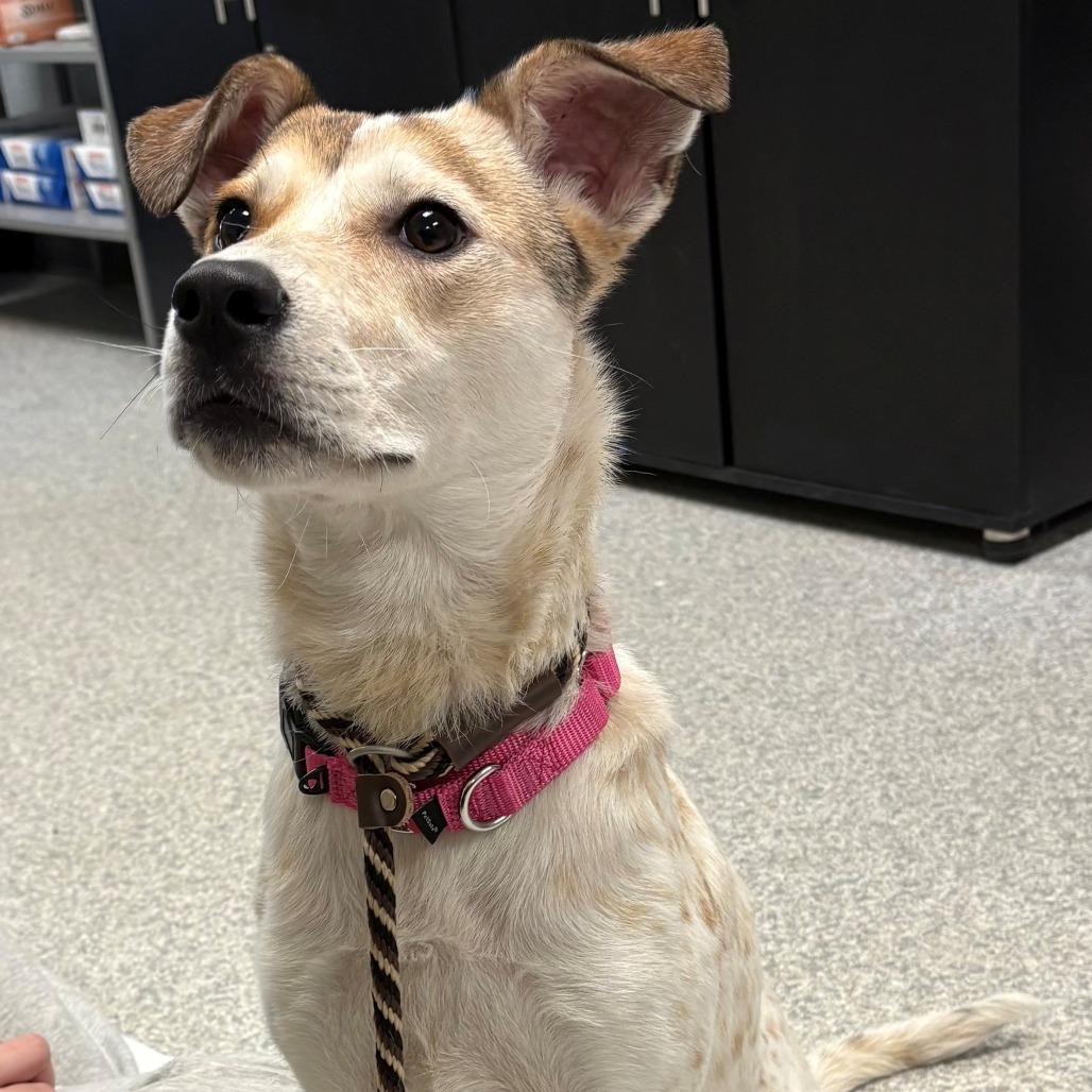 Enlarge Zoey, a Adoptable Mixed Breed in East Hanover, NJ image 5/6