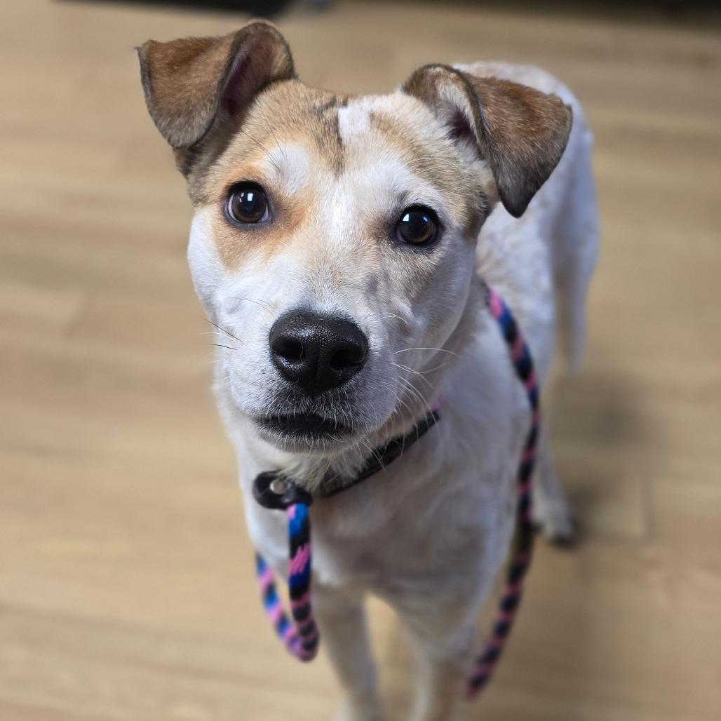 Enlarge Zoey, a Adoptable Mixed Breed in East Hanover, NJ image 6/6