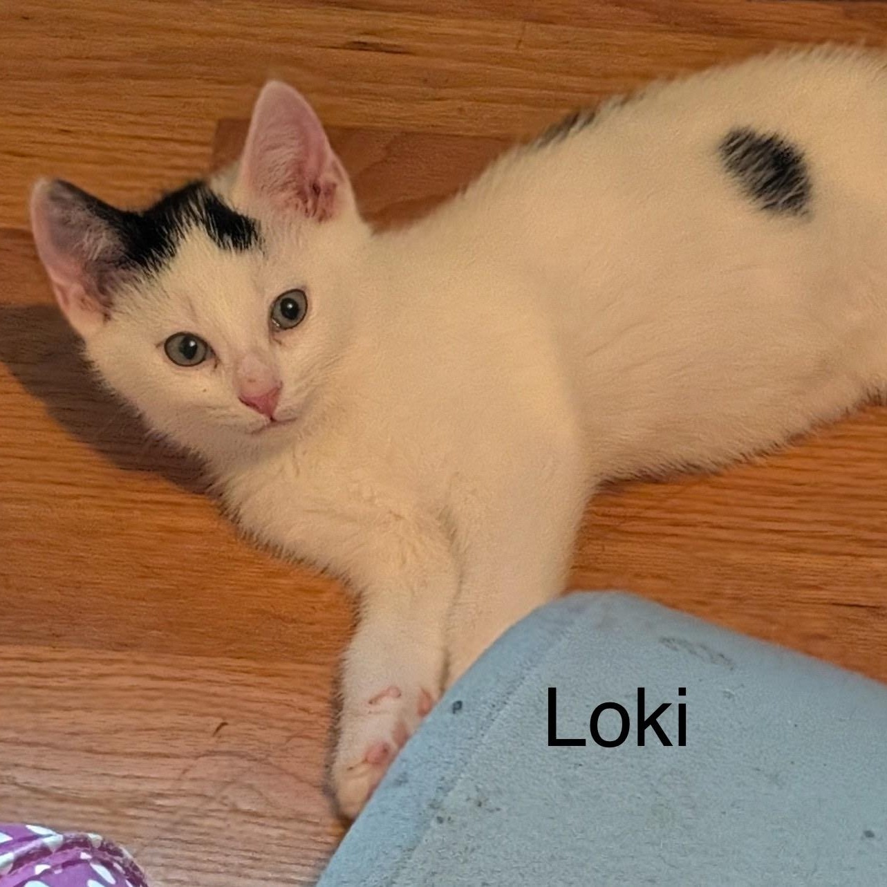 Loki