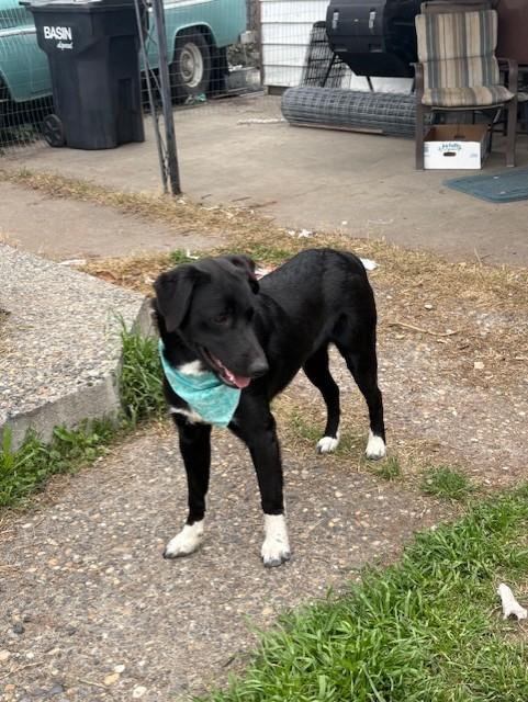Enlarge Lucky, a Adopted mixed breed in Pasco, WA image 5/6