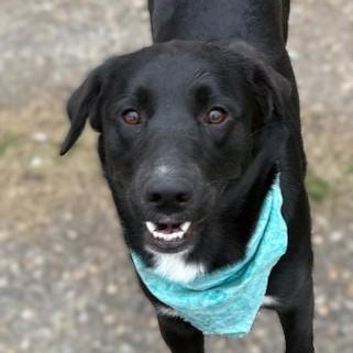 Enlarge Lucky, a Adopted mixed breed in Pasco, WA image 2/6
