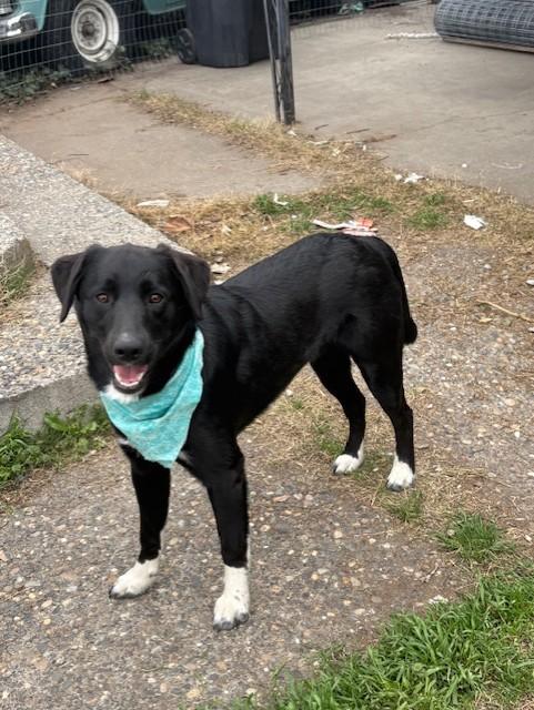 Enlarge Lucky, a Adopted mixed breed in Pasco, WA image 3/6