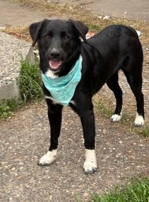 Enlarge Lucky, a Adopted mixed breed in Pasco, WA image 6/6