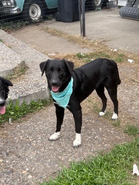 Enlarge Lucky, a Adopted mixed breed in Pasco, WA image 4/6