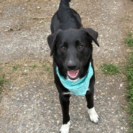 Lucky, Adopted, Young Male Black Labrador Retriever.
