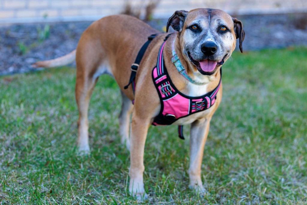Fancy, Adoptable, Adult Female Pit Bull Terrier & Mixed Breed.