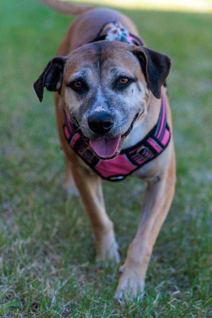 Fancy, a Adoptable mixed breed in Savage, MN image 2/5