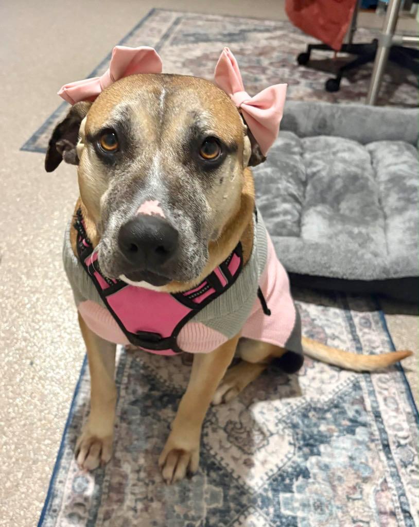 Enlarge Fancy, a Adoptable mixed breed in Savage, MN image 1/5