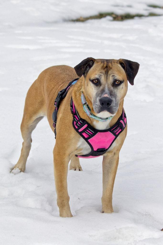 Enlarge Fancy, a Adoptable mixed breed in Savage, MN image 2/5