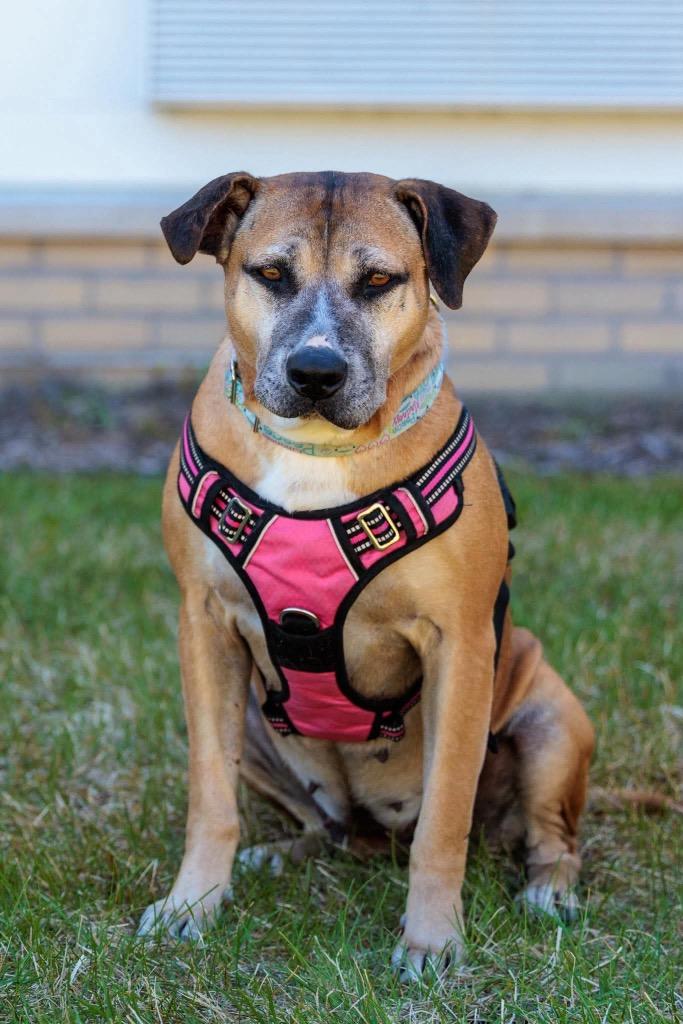 Fancy, a Adoptable mixed breed in Savage, MN image 3/5