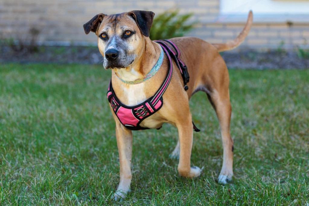 Fancy, a Adoptable mixed breed in Savage, MN image 4/5