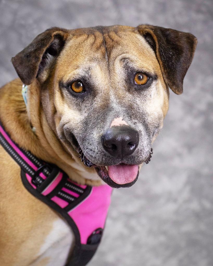 Enlarge Fancy, a Adoptable mixed breed in Savage, MN image 3/5