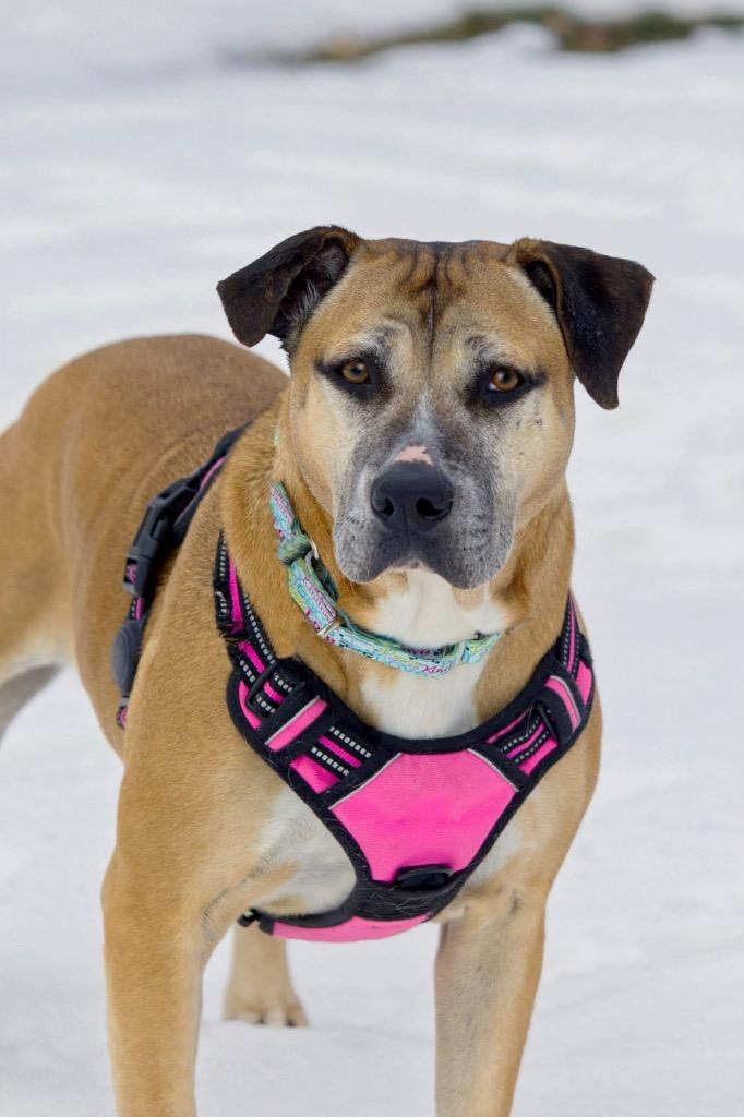 Enlarge Fancy, a Adoptable mixed breed in Savage, MN image 4/5