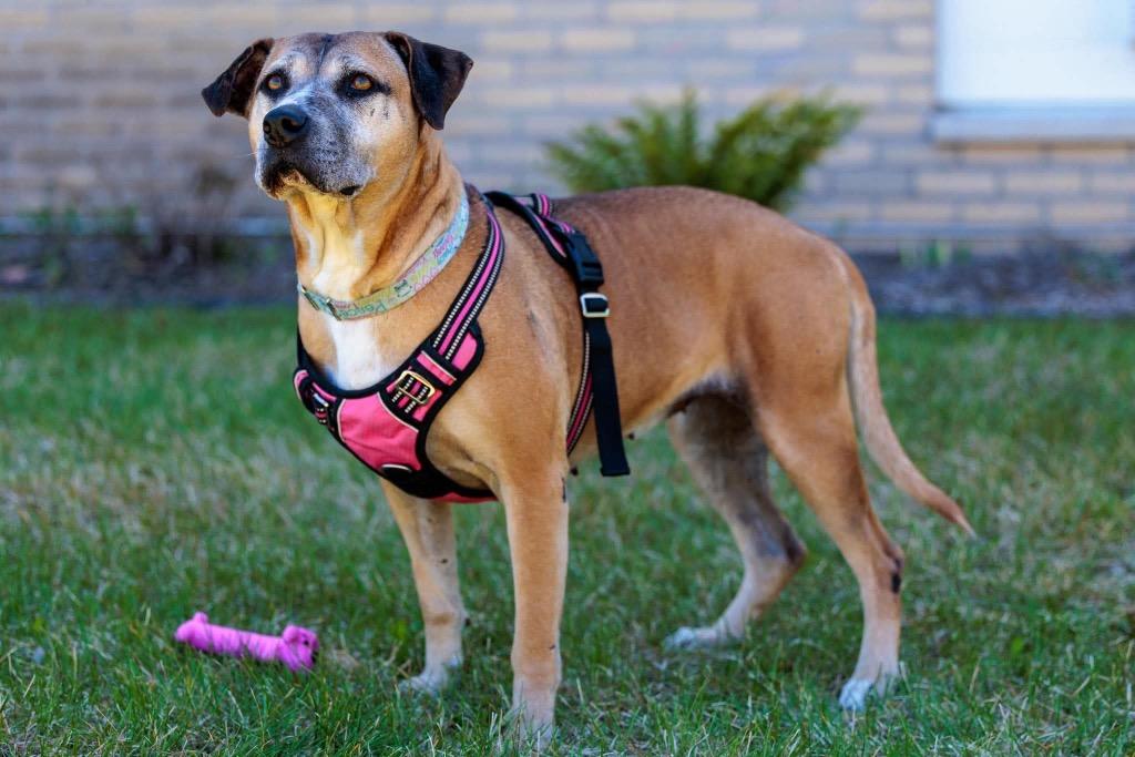 Fancy, a Adoptable mixed breed in Savage, MN image 5/5
