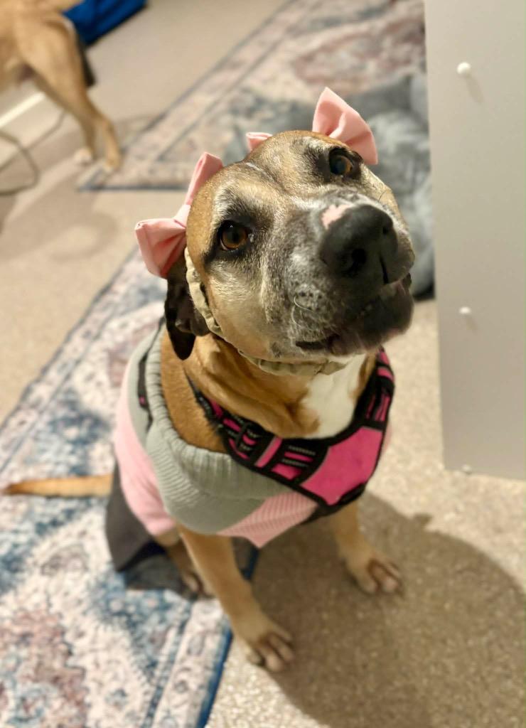 Enlarge Fancy, a Adoptable mixed breed in Savage, MN image 5/5