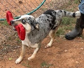 Enlarge Patience , an adoptable mixed breed in Henrietta, TX image 1/6