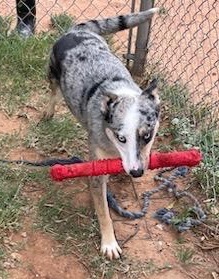 Enlarge Patience , an adoptable mixed breed in Henrietta, TX image 2/6