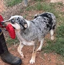 Enlarge Patience , an adoptable mixed breed in Henrietta, TX image 3/6