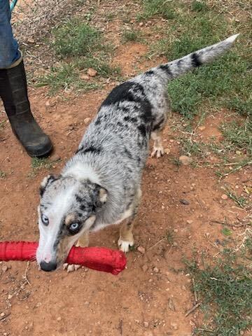 Enlarge Patience , an adoptable mixed breed in Henrietta, TX image 4/6