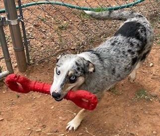 Enlarge Patience , an adoptable mixed breed in Henrietta, TX image 5/6