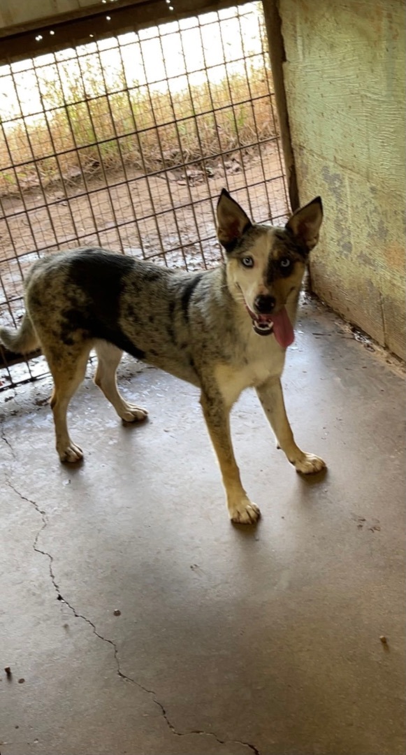 Enlarge Patience , an adoptable mixed breed in Henrietta, TX image 6/6