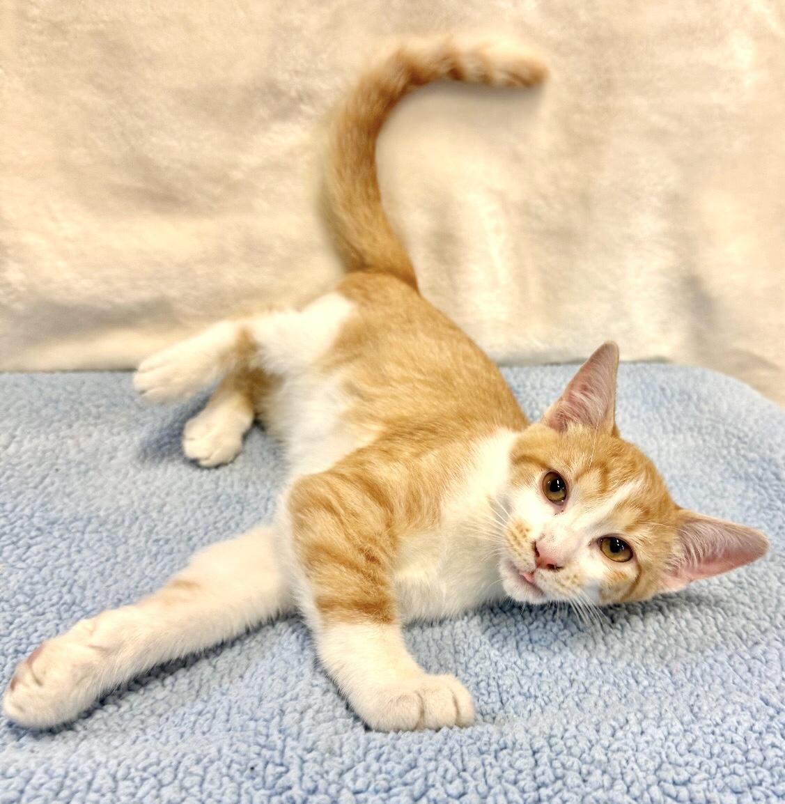 TODD, a Adoptable mixed breed in Beechbottom, WV image 1/5