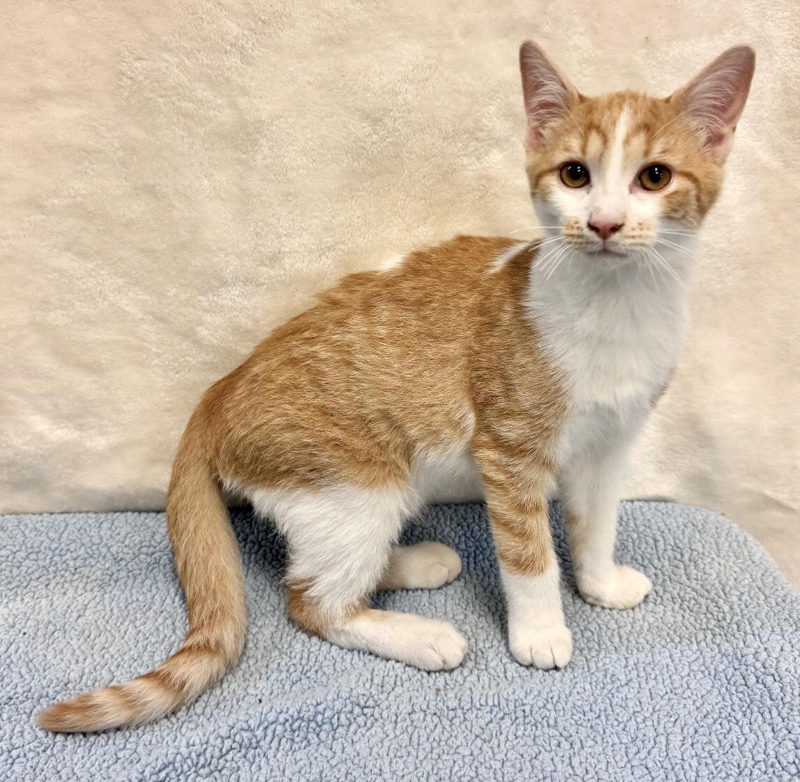 TODD, a Adoptable mixed breed in Beechbottom, WV image 2/5