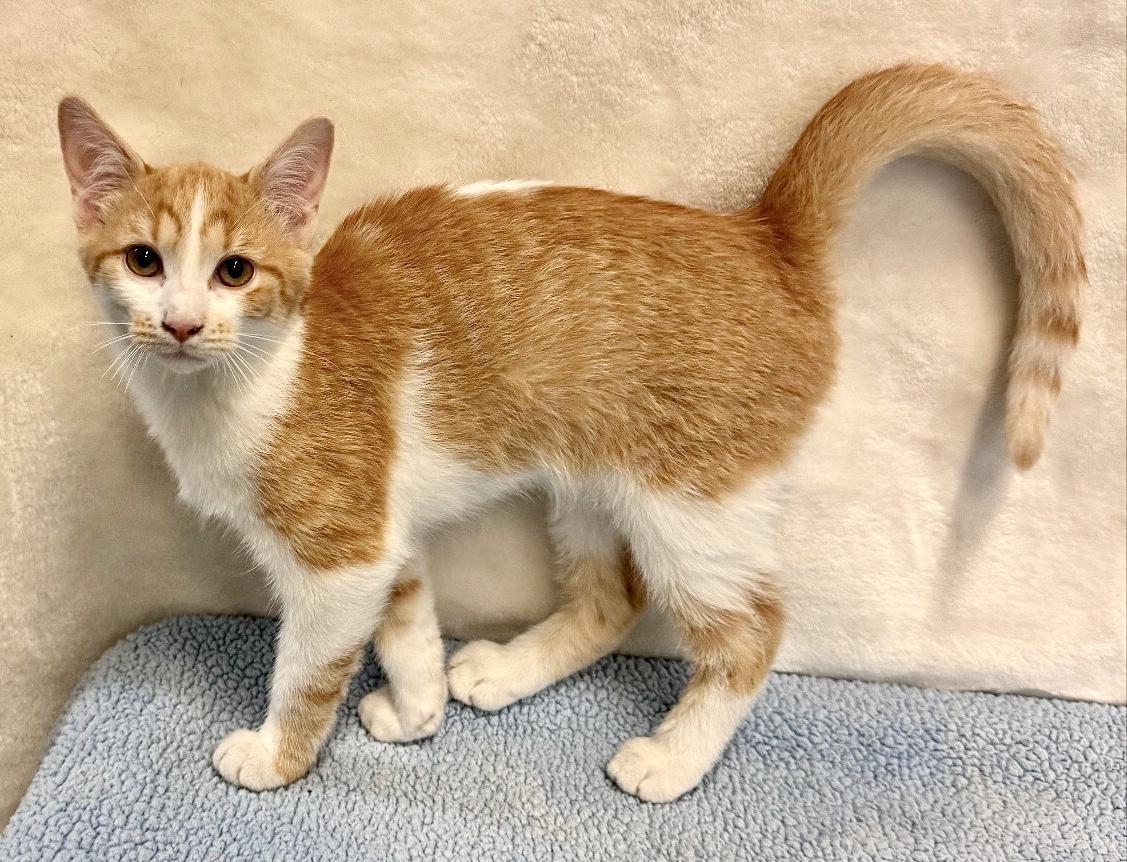 TODD, a Adoptable mixed breed in Beechbottom, WV image 3/5