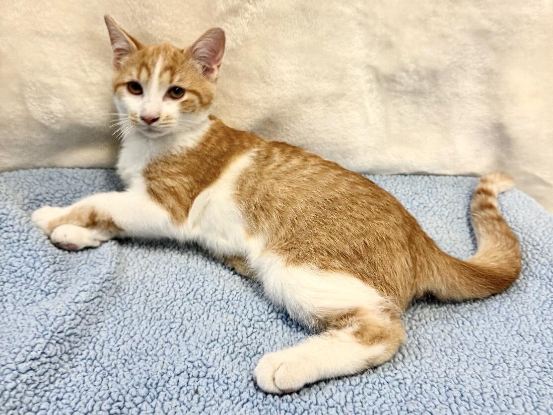 TODD, a Adoptable mixed breed in Beechbottom, WV image 4/5