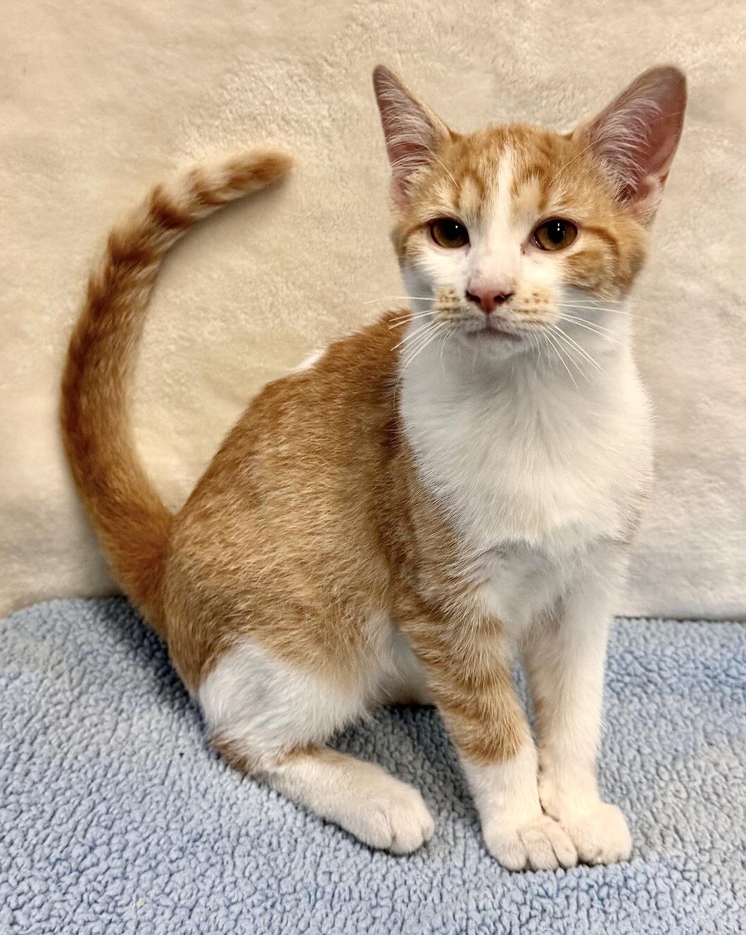 TODD, a Adoptable mixed breed in Beechbottom, WV image 5/5