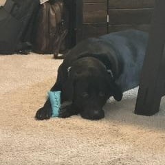Enlarge Tempe - Temp. Foster or Foster-To-Adopt Needed ASAP, a ADOPTABLE Black Labrador Retriever in Indianapolis, IN image 2/3