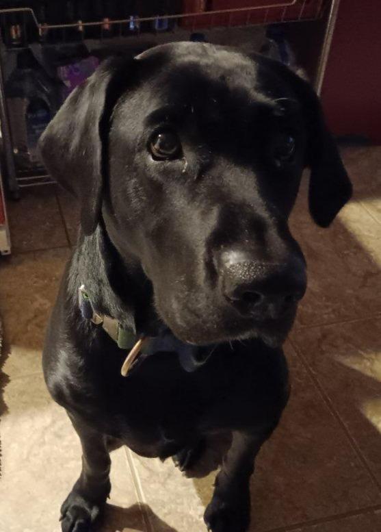 Enlarge Tempe - Temp. Foster or Foster-To-Adopt Needed ASAP, a ADOPTABLE Black Labrador Retriever in Indianapolis, IN image 1/3