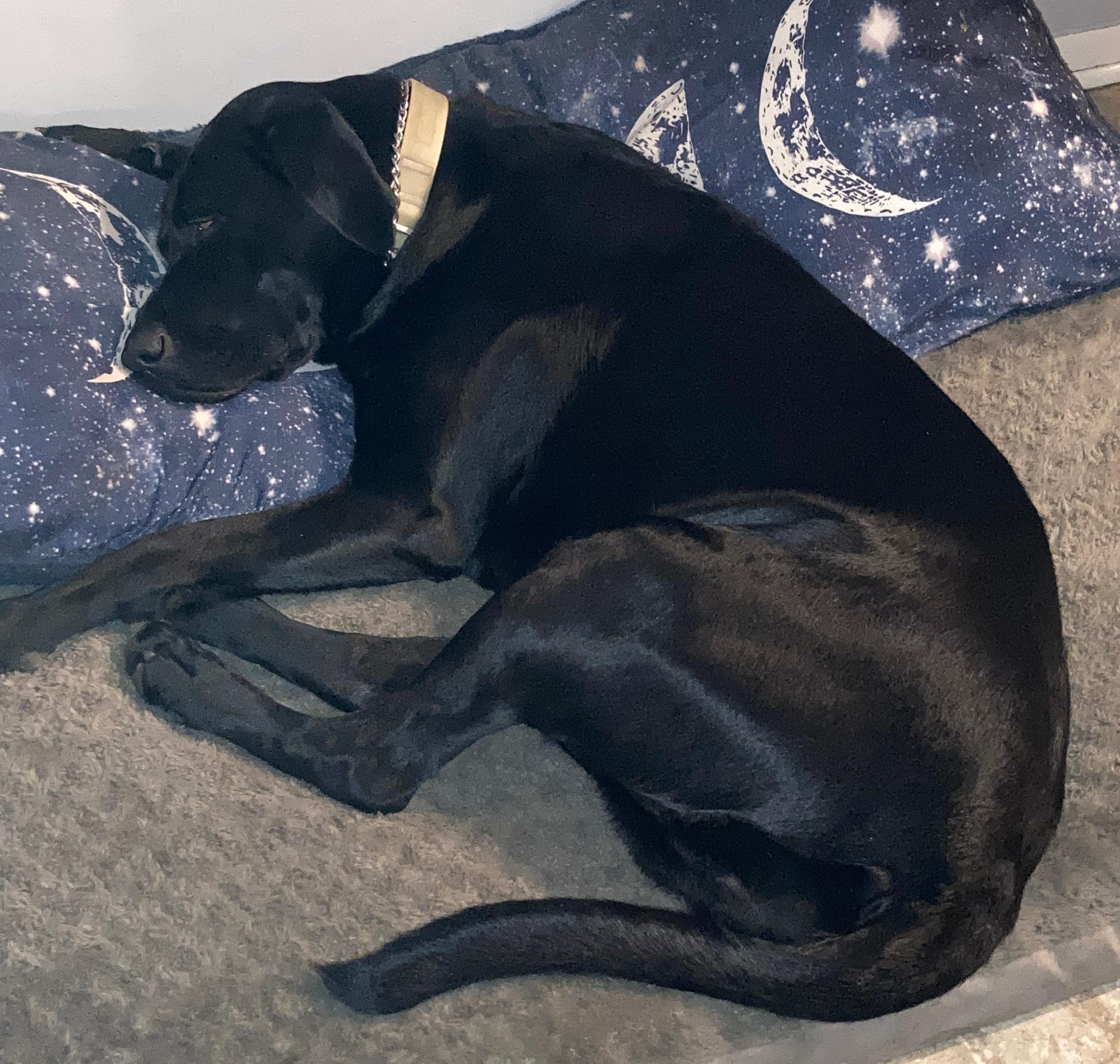 Enlarge Tempe - Temp. Foster or Foster-To-Adopt Needed ASAP, a ADOPTABLE Black Labrador Retriever in Indianapolis, IN image 3/3
