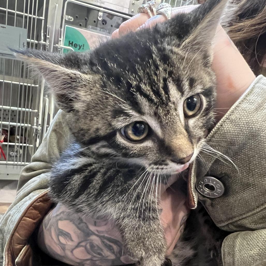 Henry, Adoptable, Kitten Male Domestic Short Hair.
