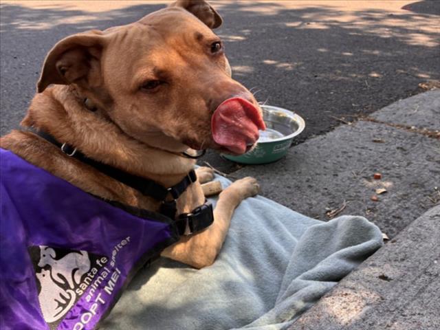 Enlarge NALA, a Adoptable Mixed Breed in Santa Fe, NM image 1/1