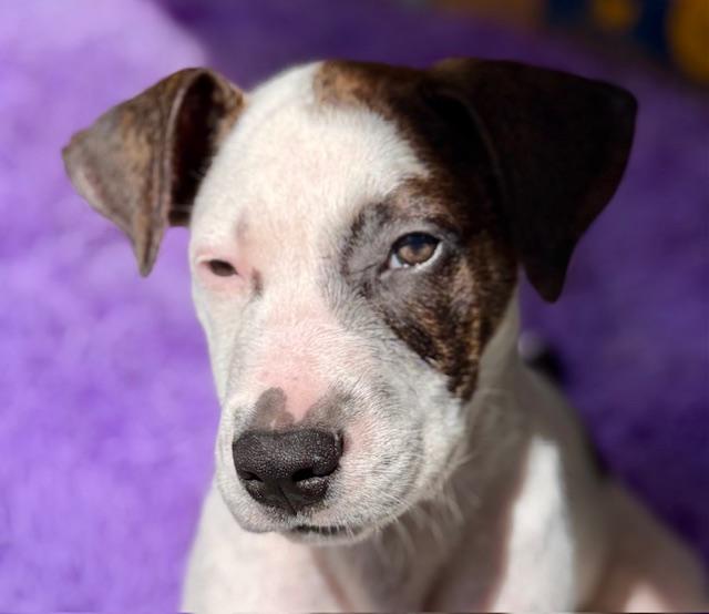 Enlarge Cairo, a Adoptable mixed breed in Rockwell, NC image 3/6