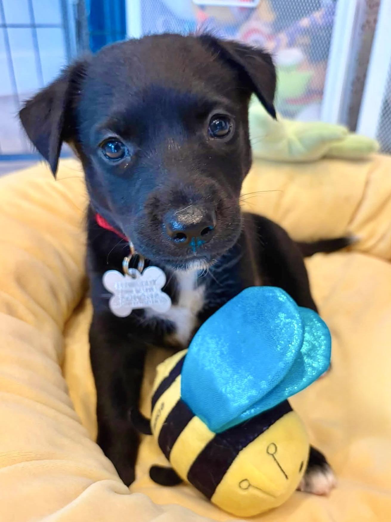Enlarge Tali, a Adoptable mixed breed in Palatine, IL image 4/6