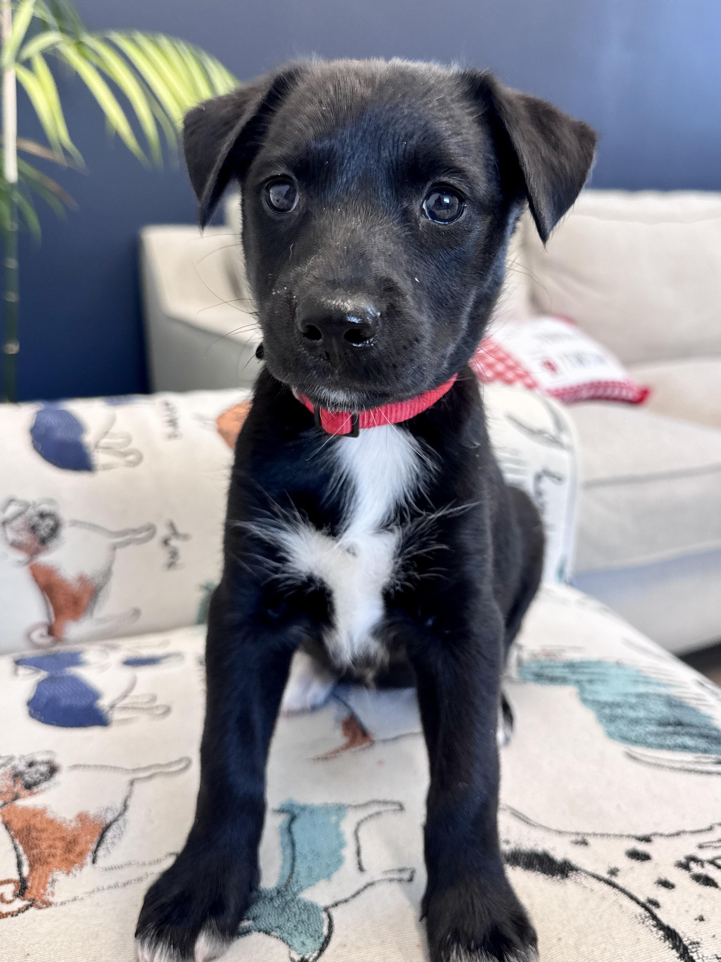 Enlarge Tali, a Adoptable mixed breed in Palatine, IL image 2/6