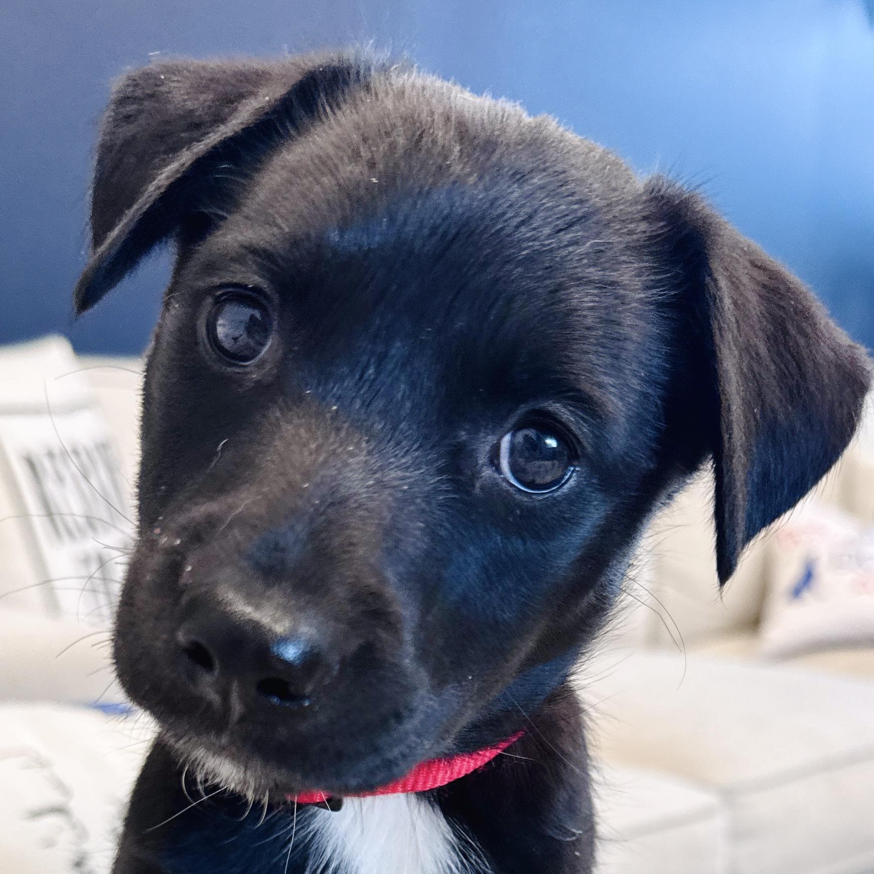 Enlarge Tali, a Adoptable mixed breed in Palatine, IL image 1/6