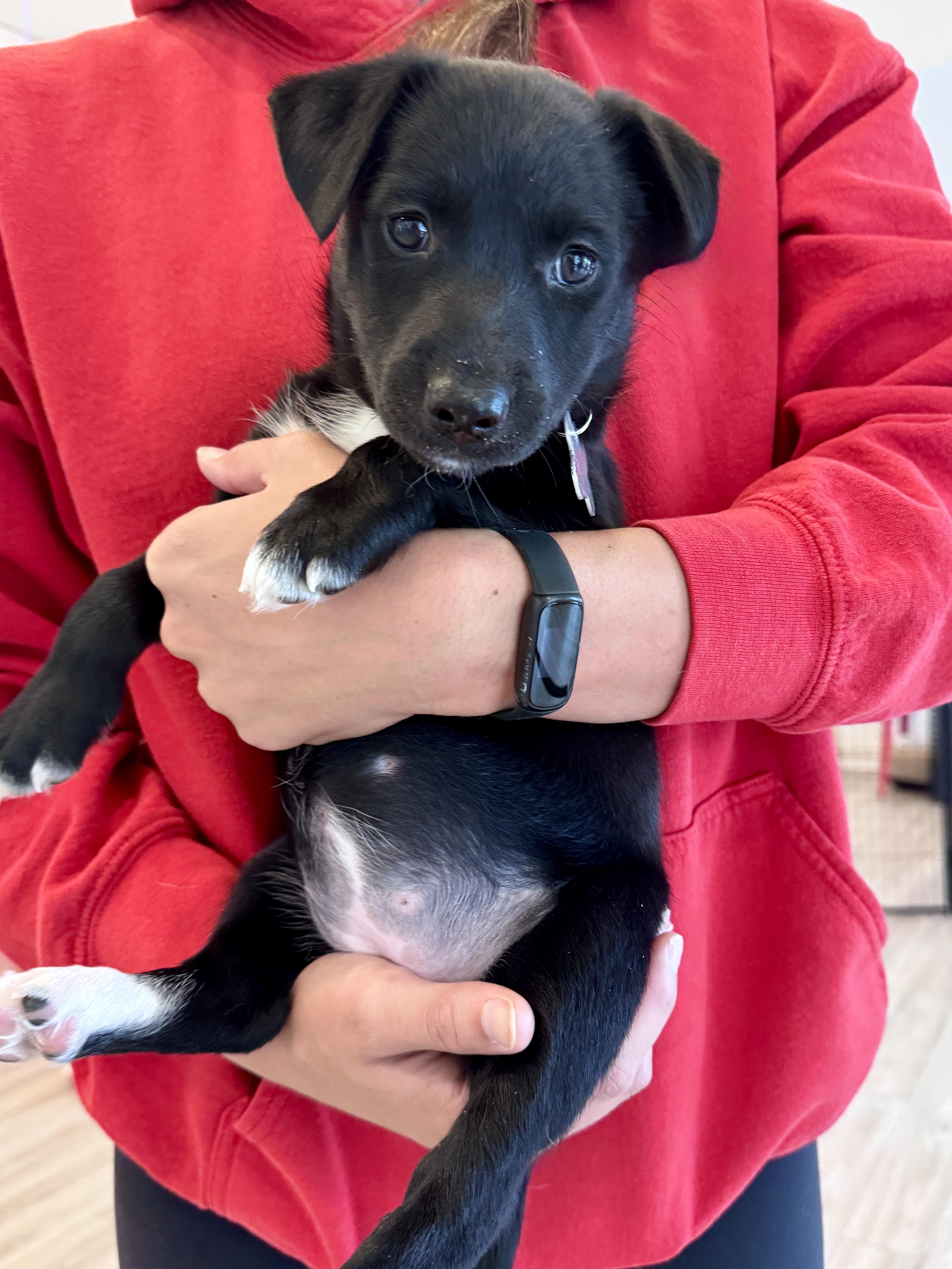Enlarge Tali, a Adoptable mixed breed in Palatine, IL image 5/6